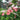 SalviaCherryBlossom