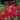 SalviaLadyinRed