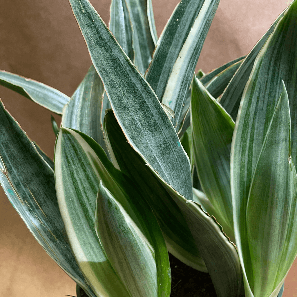 Sansevieria Sayuri