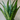 Sansevaria Zeylanica (Snake Plant) 