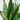 Sansevaria Zeylanica (Snake Plant) 