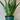 Sansevaria Zeylanica (Snake Plant) 