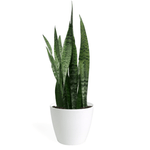 Sansevieria Zeylanica Medium