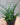 Sansevieria 'Fernwood Mikado'