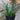 Sansevieria 'Fernwood Mikado'