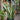 Sansevieria 'Laurentii' (Snake Plant)