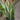 Sansevieria 'Laurentii' (Snake Plant)