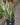 Sansevieria 'Laurentii' (Snake Plant)