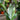 Sansevieria 'Moonshine'