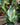 Sansevieria 'Moonshine'