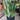 Sansevieria 'Moonshine'