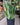 Sansevieria 'Moonshine'