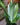 Sansevieria 'Moonshine'
