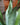 Sansevieria 'Moonshine'