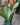 Sansevieria 'Moonshine'
