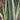 Sansevieria 'Sayuri'