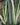 Sansevieria 'Sayuri'