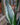 Sansevieria 'Whitney'