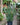 Sansevieria 'Zeylanica' (Snake Plant)