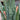 Sansevieria 'Zeylanica' (Snake Plant)