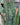 Sansevieria 'Zeylanica' (Snake Plant)