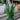 Sansevieria 'Zeylanica' (Snake Plant)