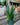 Sansevieria 'Zeylanica' (Snake Plant)