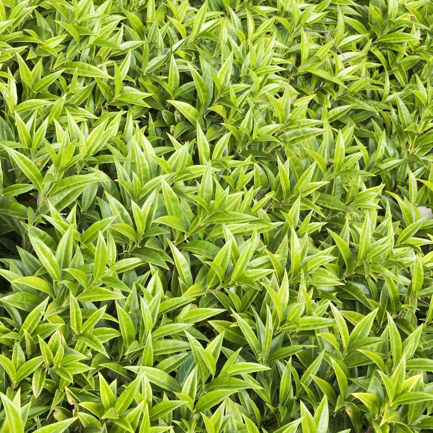 Sarcococca Hookeriana 'Humilis'