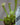 Sarracenia (Pitcher Plant)