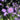 Scabiosa 'Butterfly Blue'