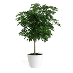 Schefflera Arboricola Large