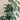 Schefflera Arboricola