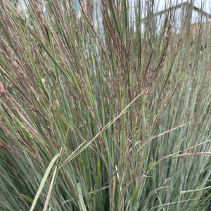 Schizachyrium 'Blue Paradise' Grass