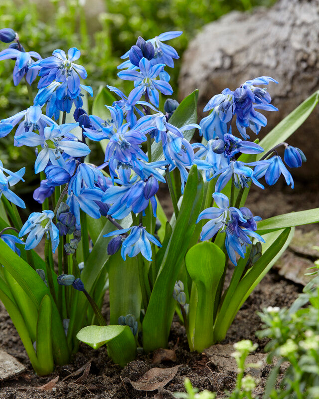 Scilla Siberica Bulbs- Pack 5