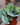 Scindapsus 'Silver Satin'