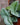 Scindapsus 'Silver Satin'