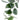 Scindapsus Silver Splash