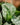 Scindapsus pictus 'Exotica'