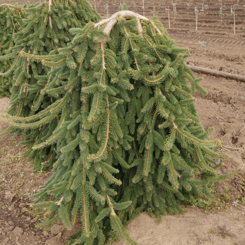 Weeping Norway Spruce