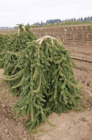 Weeping Norway Spruce