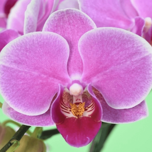 Mini Phalaenopsis (Orchids)