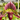 Lady Slipper Orchid 'Coloratum'