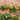Fruit tree malus apple tree trellised