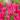 Tulipa Lily Flowering 'Oriental Pearl' Bulbs - 5 Pack