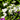 Scutellaria incana 'Prairie Snow' (Skullcap)