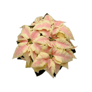 Season Marble Poinsettia