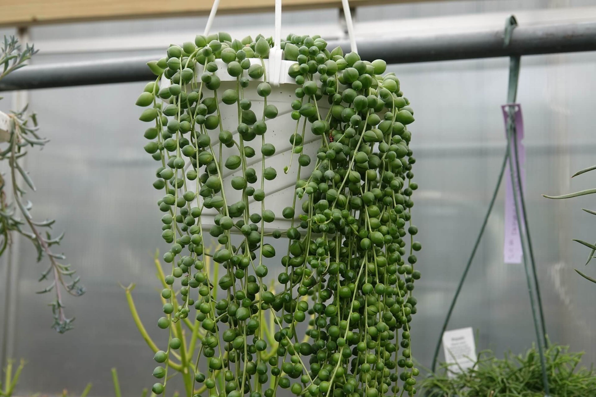 string of pearls succulent for sale Senecio String of Pearls