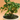 Serissa Japonica Bonsai
