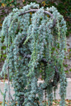 Weeping Blue Atlas Cedar