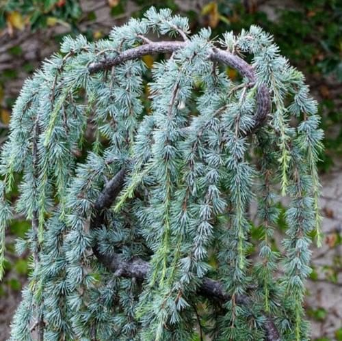 Weeping Blue Atlas Cedar